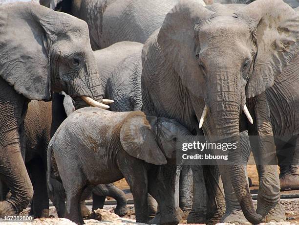 madre e figlio - cucciolo di animale foto e immagini stock
