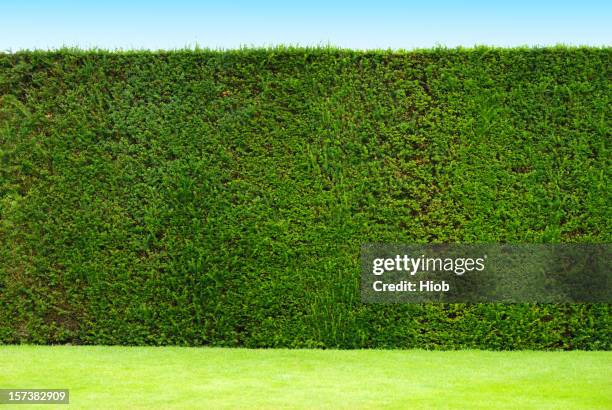 hedge - fencing stock pictures, royalty-free photos & images