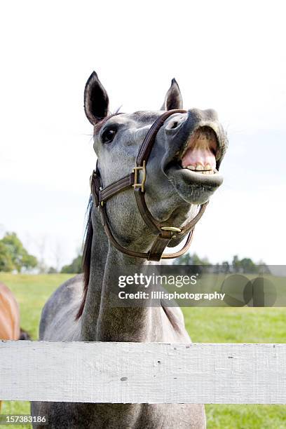 rir cavalo puro sangue - horse lips imagens e fotografias de stock