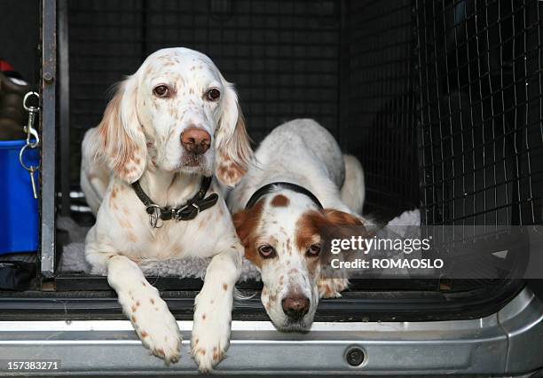 zum mitnehmen! zwei hunde in einem auto englischer setter - apportierhund stock-fotos und bilder