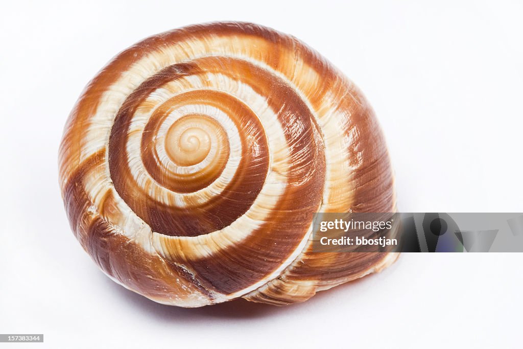 Swirl shell