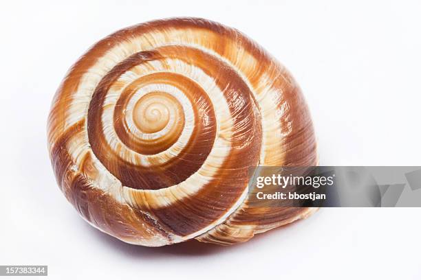 swirl shell - shell stock pictures, royalty-free photos & images