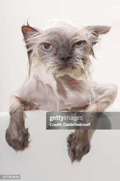 unhappy wet cat - angry cat stock pictures, royalty-free photos & images