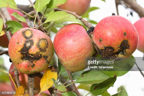schlechte äpfel - tree man syndrome stock-fotos und bilder