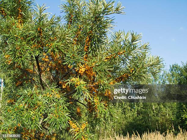 sea buckthorn - buckthorn stock pictures, royalty-free photos & images