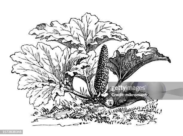 old engraved illustration of botany, giant rhubarb, chilean rhubarb or nalca (gunnera tinctoria, gunnera chilensis or gunnera scabra) a flowering plant species native to southern chile and neighboring zones in argentina - gunnera plant fotografías e imágenes de stock