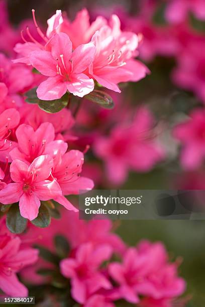 azalea - azalea foto e immagini stock