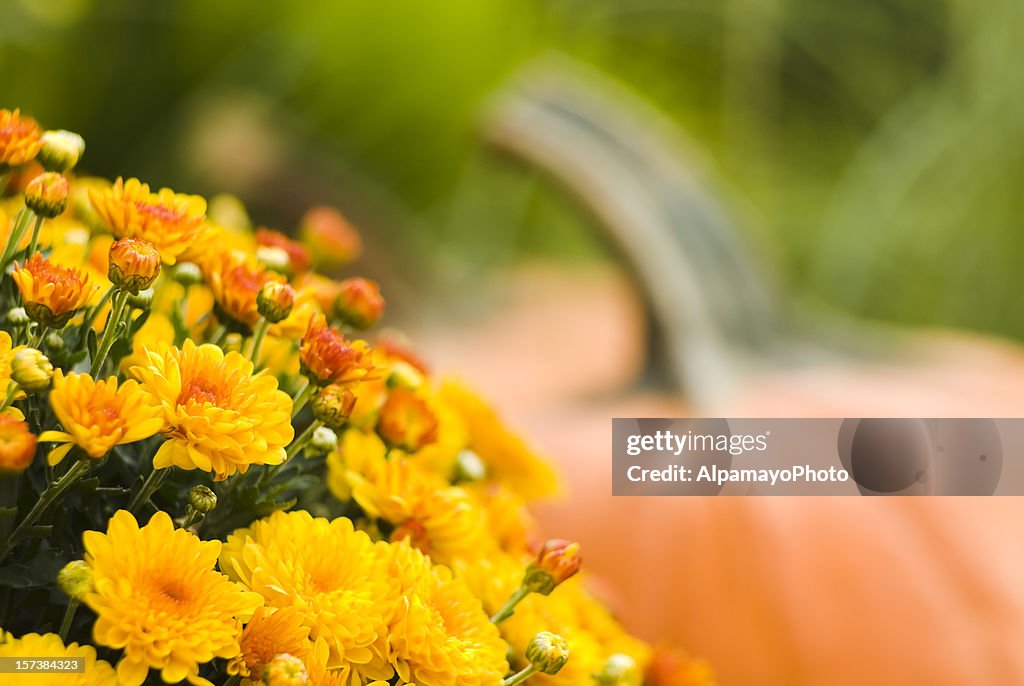 Pumpkins and mums - IV