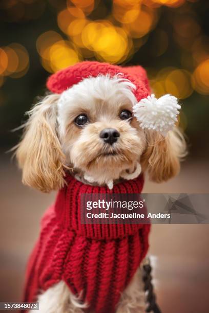 cavapoo dog with a red knitted sweater in front of a lighted christmas tree - cavoodle stockfoto's en -beelden