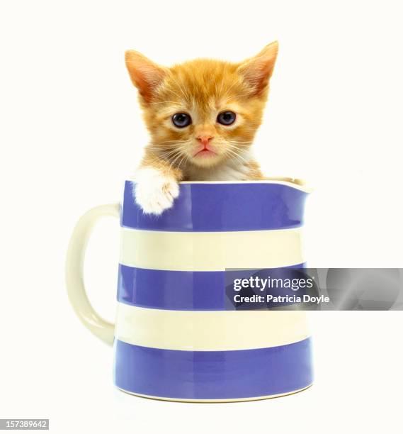 grumpy ginger kitten in a classic milk jug - pouting - fotografias e filmes do acervo