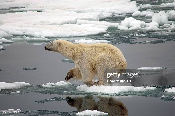 polar bear on dire straits over small piece of ice - polar bear stock pictures, royalty-free photos & images