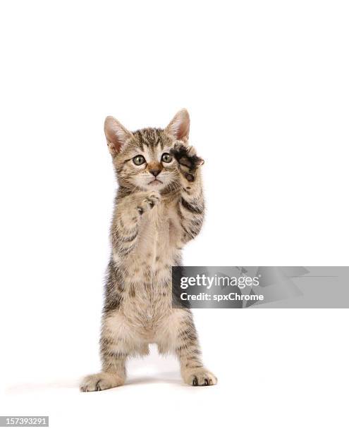 kitten - cat family stock pictures, royalty-free photos & images