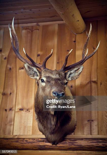 hanging deer head on wood cabin wall - stuffed stock pictures, royalty-free photos & images