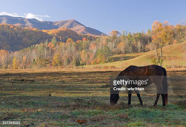 horse in the smoky mountains - cades cove stockfoto's en -beelden
