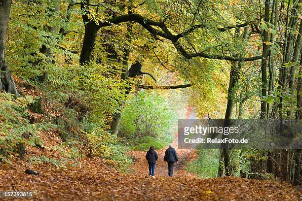 rear view of senior couple walking in autumn forest (xl) - canopy walkway stock pictures, royalty-free photos & images