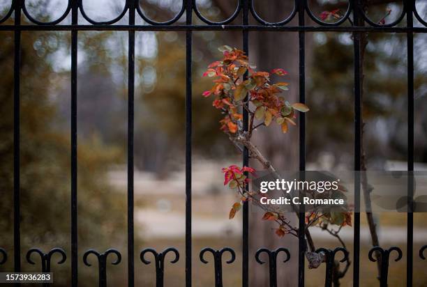 rose buds next to the fence - wrought iron stock pictures, royalty-free photos & images