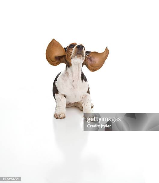 tower to basset. cleared for take off! - basset hound stock pictures, royalty-free photos & images