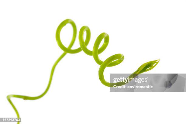 new shoot of a climbing plant. - creeper plant isolated stock pictures, royalty-free photos & images