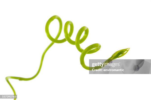 new shoot of a climbing plant. - vine plant stock pictures, royalty-free photos & images