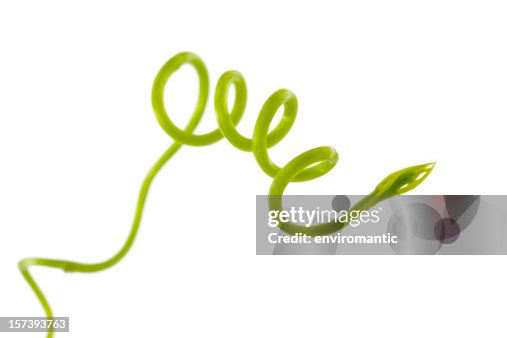 New shoot of a climbing plant. New shoot of a climbing plant.