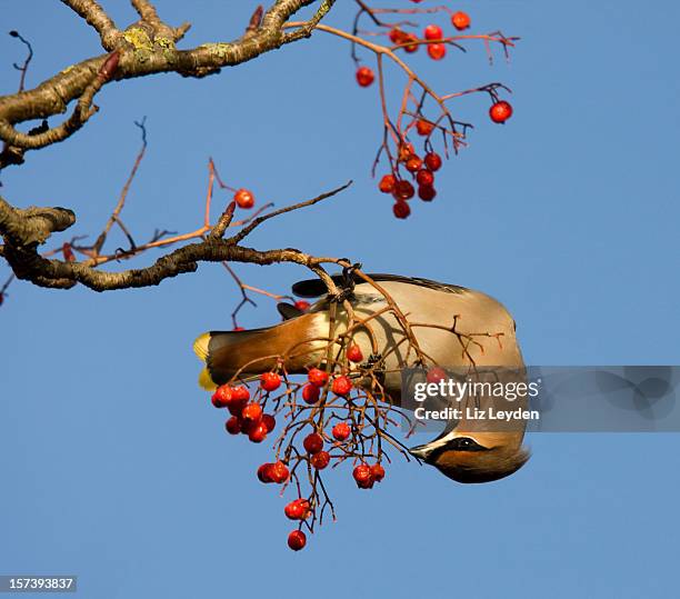 waxwing eating rowan berries - cedar waxwing stockfoto's en -beelden