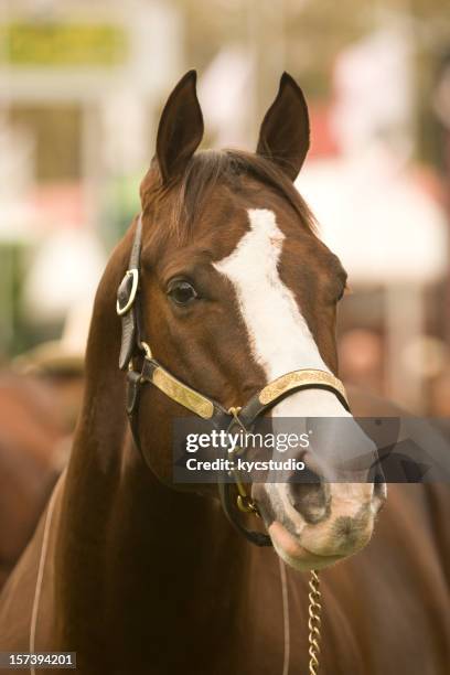 cuarto retrato de cabeza de caballo - cuarto de milla fotografías e imágenes de stock