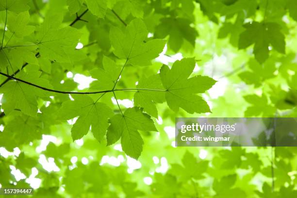 bayerische ahorn tree - baumkrone stock-fotos und bilder