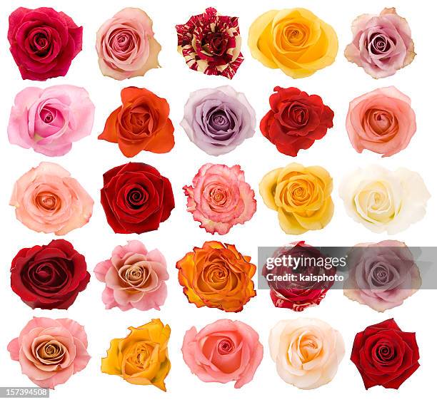 auswahl an schönen rosen - bouquet orange stock-fotos und bilder