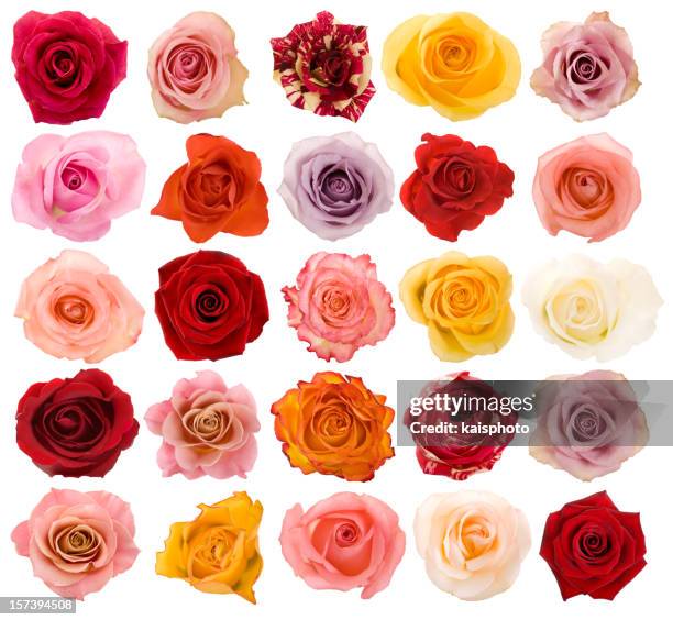 selection of beautiful roses - pink and orange roses stock pictures, royalty-free photos & images