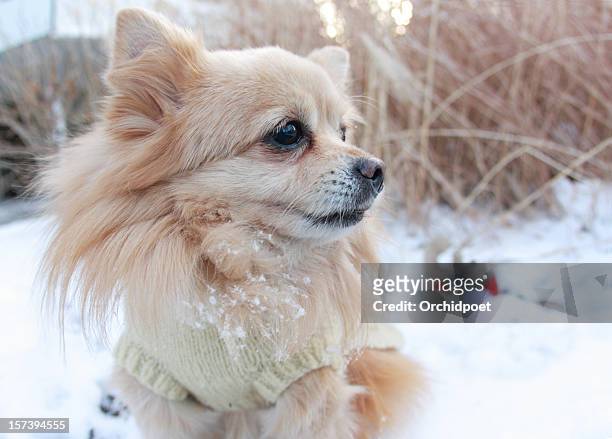 dog playing in snow - pomeranian stock pictures, royalty-free photos & images