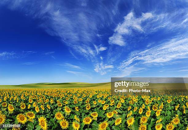 sunflowers field (xxxl size) - sunflower stock pictures, royalty-free photos & images
