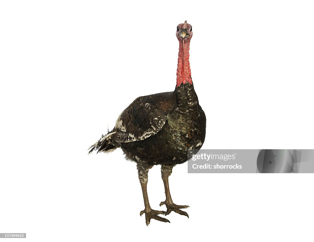 Viva a Turquia comprimento e isolada;