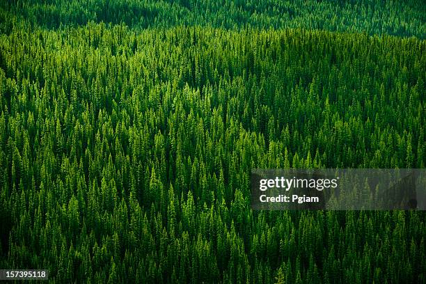 forest background - evergreen trees stock pictures, royalty-free photos & images