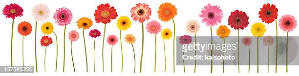 isolated gerbera border (xxl) - flowers in a row stock pictures, royalty-free photos & images