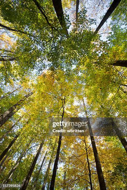 worm's-eye view of tall tree's in a forest in autumn - can't see the wood for the trees stock pictures, royalty-free photos & images