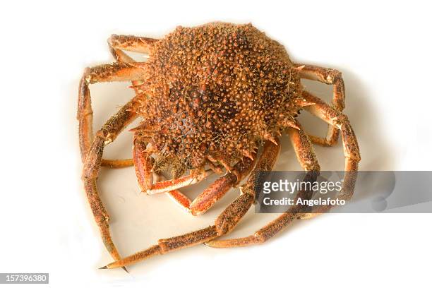 とげのあるクモの巣赤いカニ - spider crab ストックフォトと画像