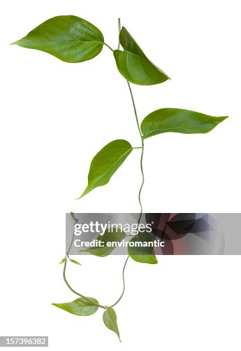 Creeper plant with clipping path included.