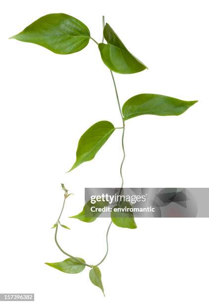 creeper plant with clipping path included. - vine plant stock pictures, royalty-free photos & images