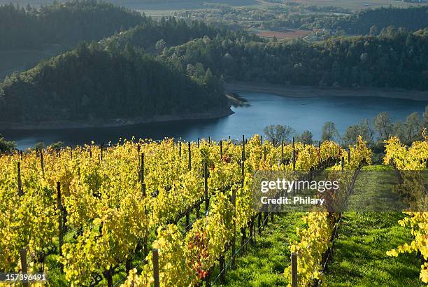 vinhedo - napa valley - fotografias e filmes do acervo