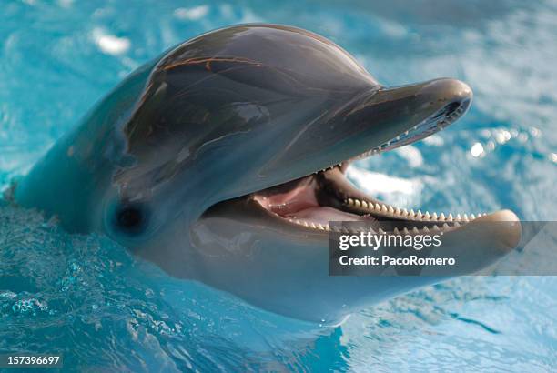 close-up of dolphin in water with its mouth open - tuimelaar stockfoto's en -beelden