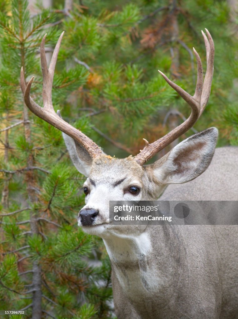 Blacktail Deer reductor en el bosque
