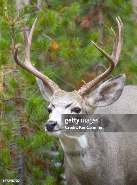 Blacktail Deer Reductor En El Bosque, Foto de stock