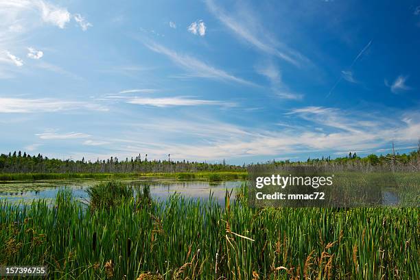 wetland - new brunswick canada stock pictures, royalty-free photos & images