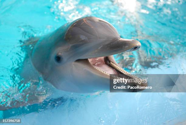 dolphin mit mund öffnen - captive animals stock-fotos und bilder