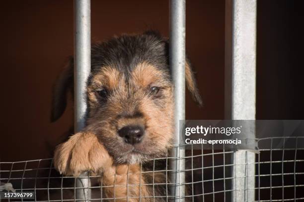 adopt me please!! - security screen stock pictures, royalty-free photos & images