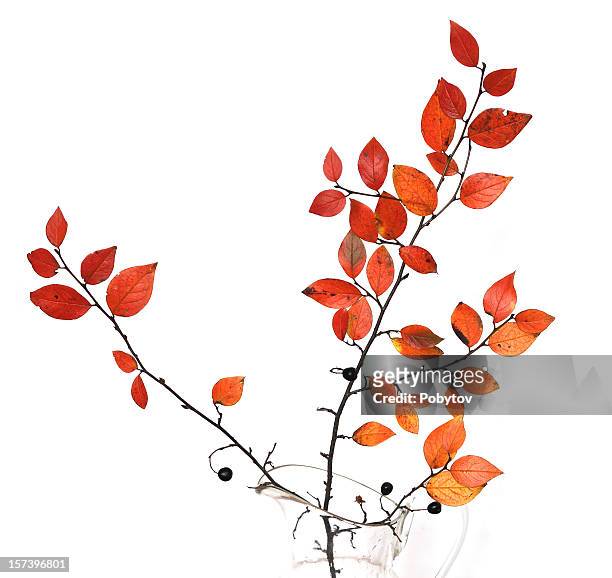 herbst branch - bouquet orange stock-fotos und bilder