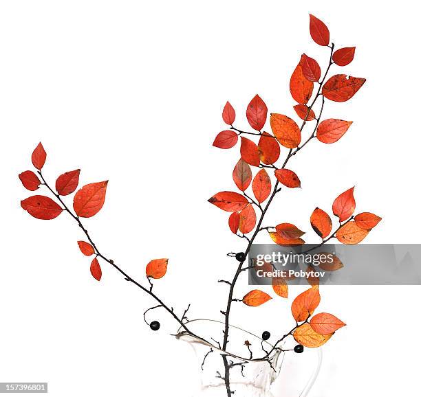 autumn branch - leaf isolated stock pictures, royalty-free photos & images