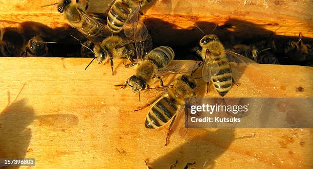 bees al tramonto - swarm of insects foto e immagini stock