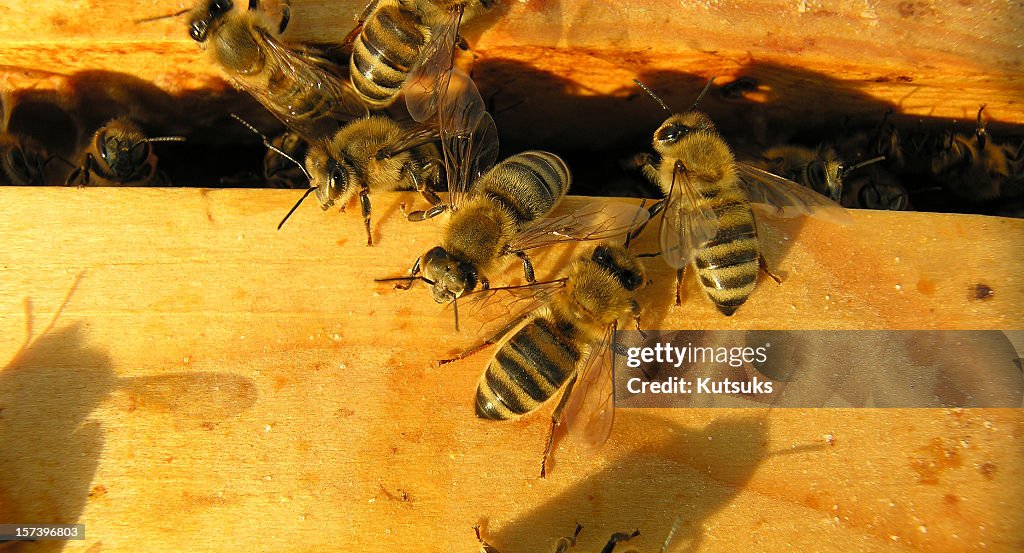 Bees at sunset