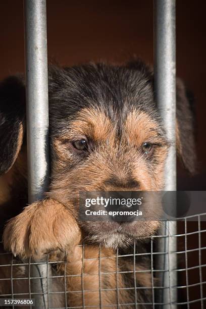 adopt me please!! - security screen stockfoto's en -beelden